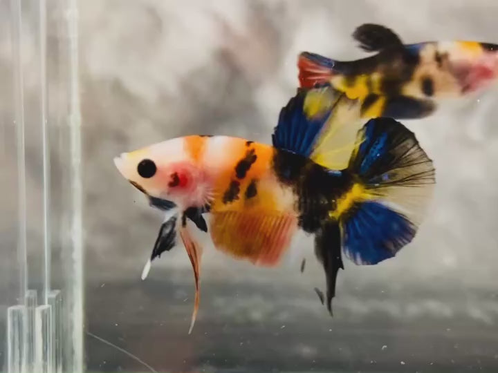Rare Pair Koi Multicolors Betta Fish