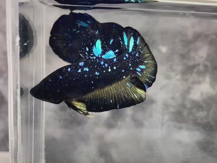 Rare Avatar Betta Fish