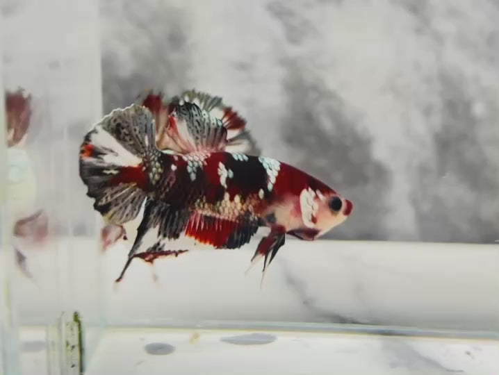 Rare Pair Red Copper Betta Fish