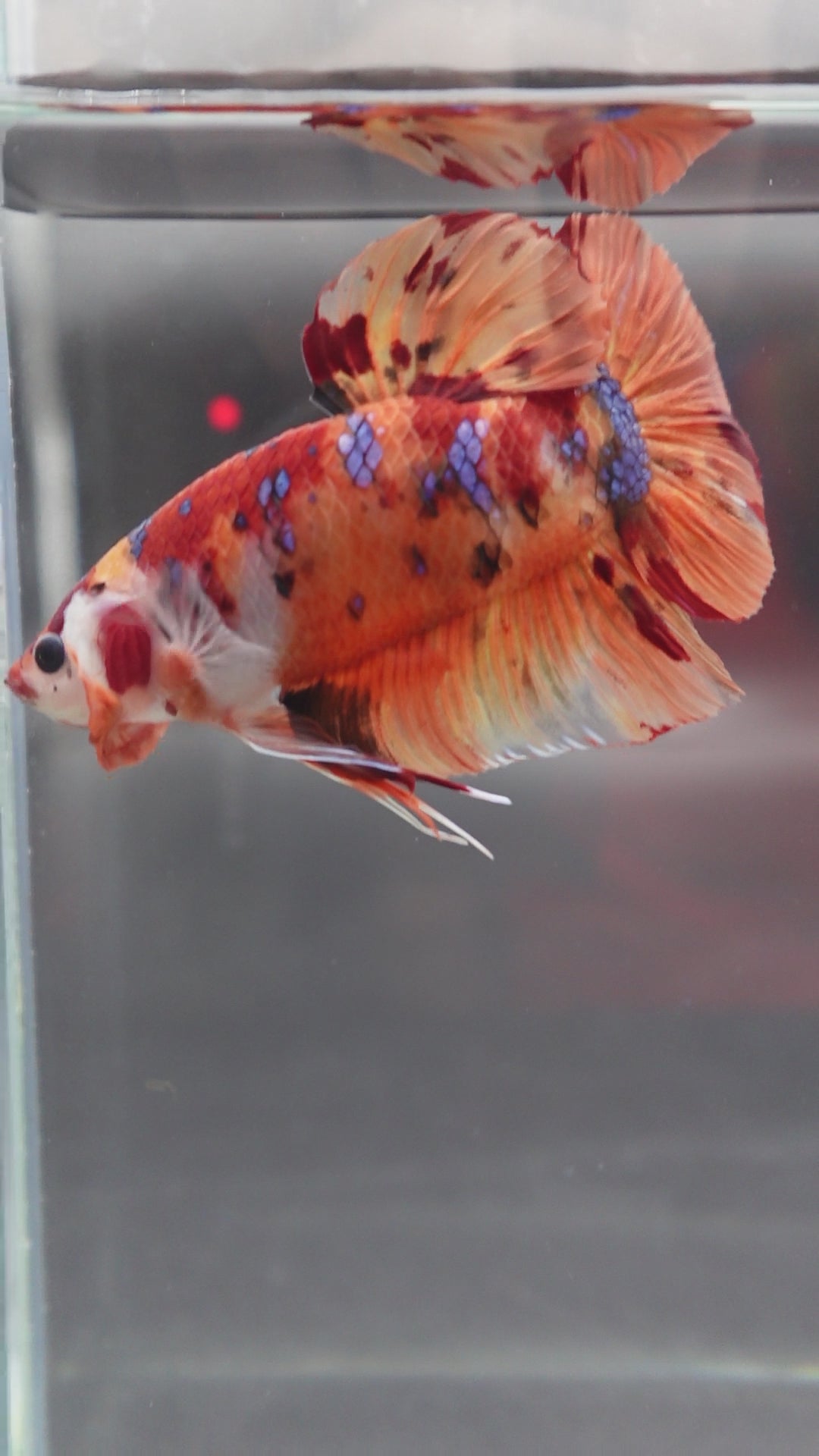 Rare Giant Multicolors Betta Fish