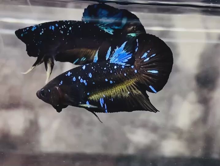 Rare Avatar Betta Fish - AV1001