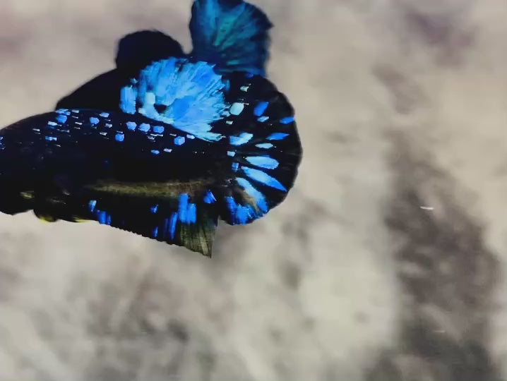 Rare Avatar Betta Fish
