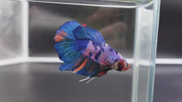 Rare Giant Multicolors Betta Fish