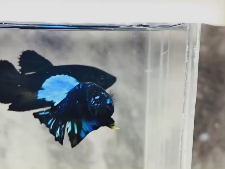Rare Avatar Betta Fish (Male)