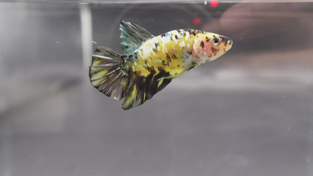 Competition grade - Yellow Copper Tiger Betta Fish