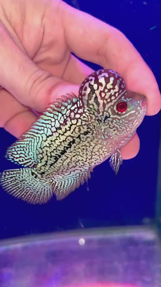 Rare Kamfa Flowerhorn