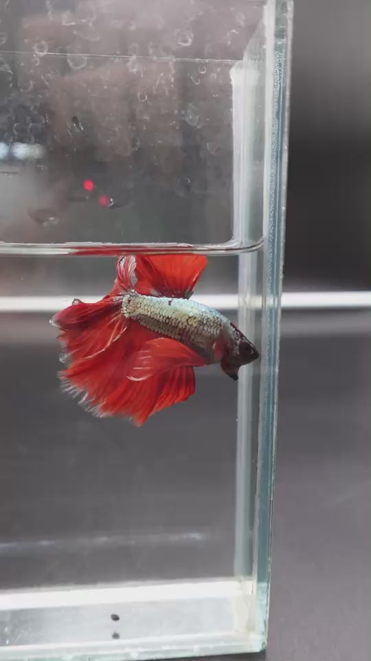 Rare Halfmoon Red Copper Rose Tail Betta Fish