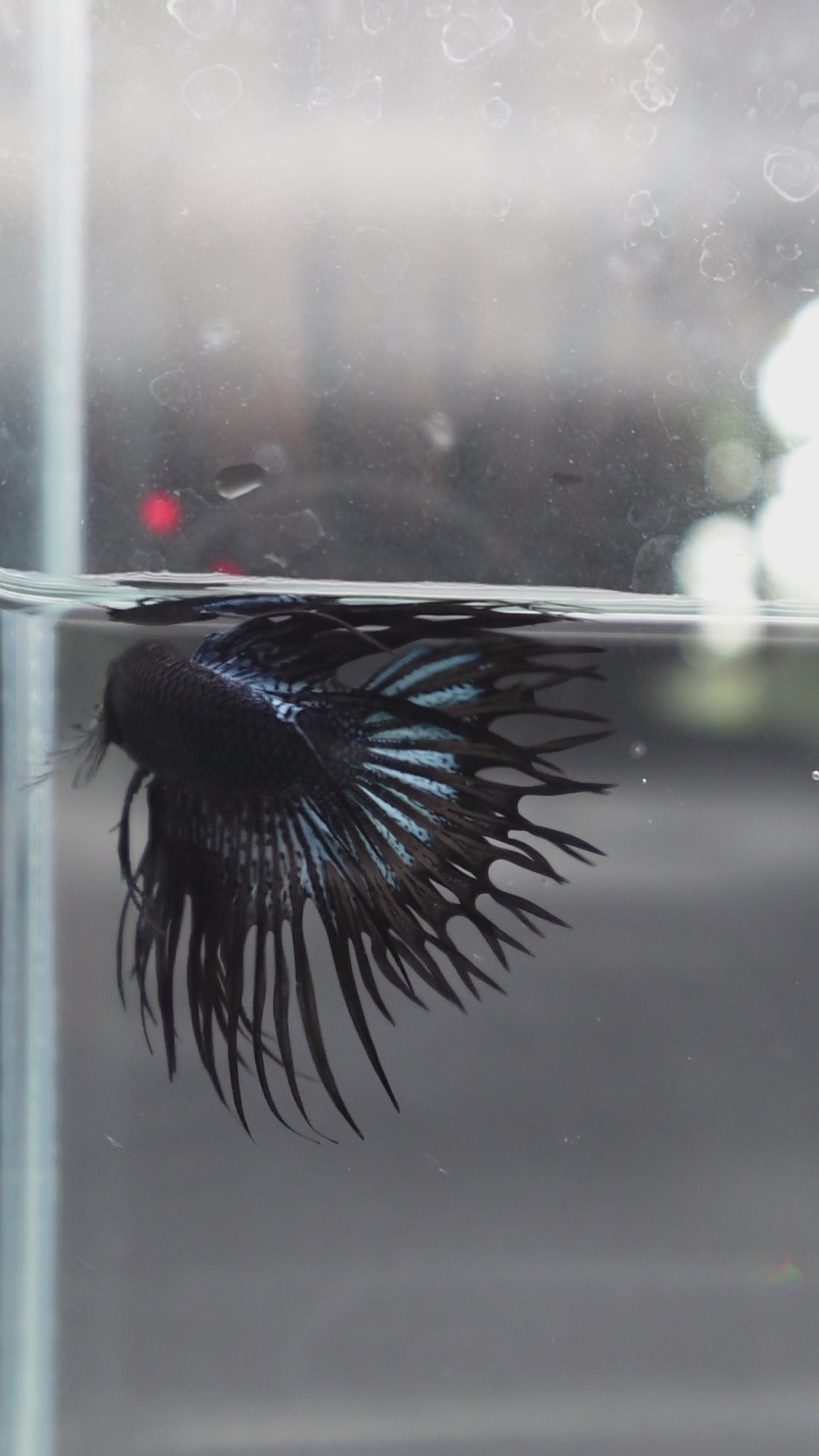 Competition grade - Black Venom Crowntail Betta Fish