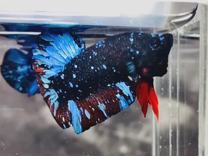 Rare Avatar Betta Fish