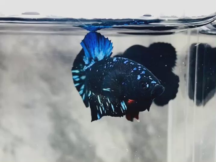 Rare Avatar Betta Fish (Male)