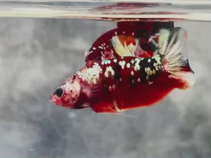 Rare Pair Red Copper Betta Fish
