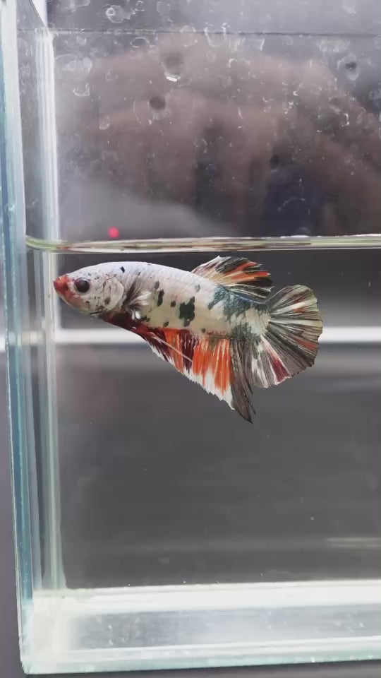 Rare Giant Multicolors Betta Fish