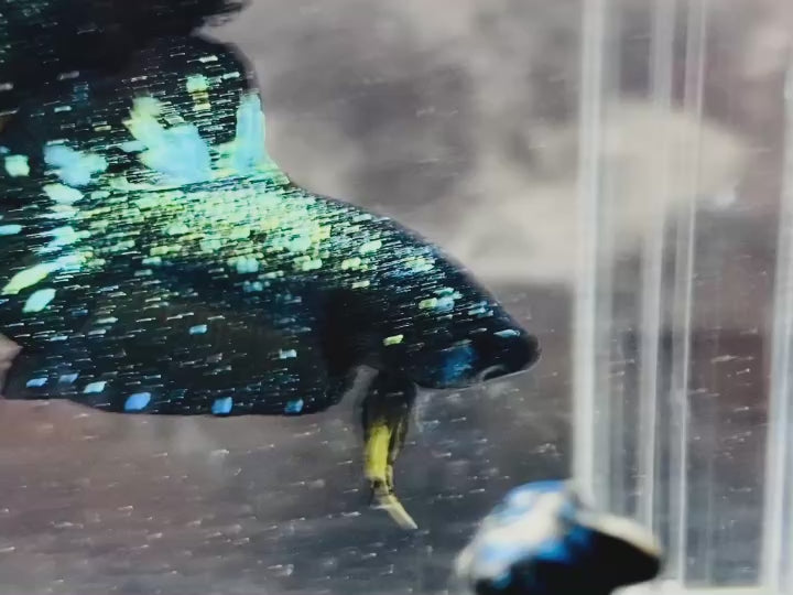 Rare Avatar Betta Fish (Male)