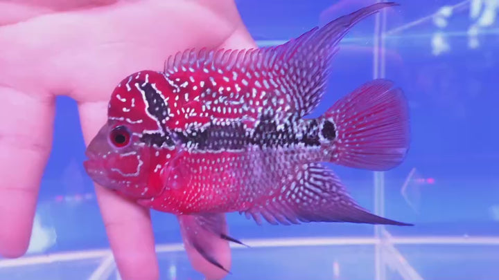 Rare Flowerhorn - 4 inch
