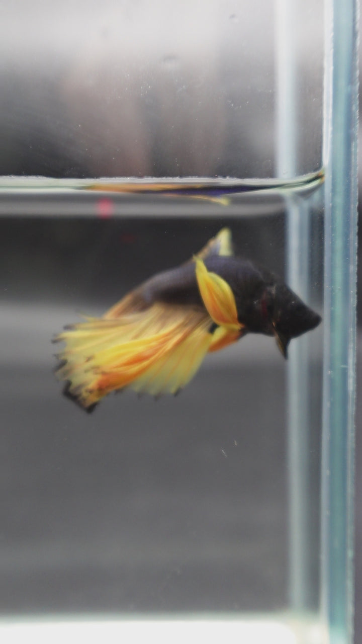 Rare Halfmoon Platinum Butterfly Betta Fish