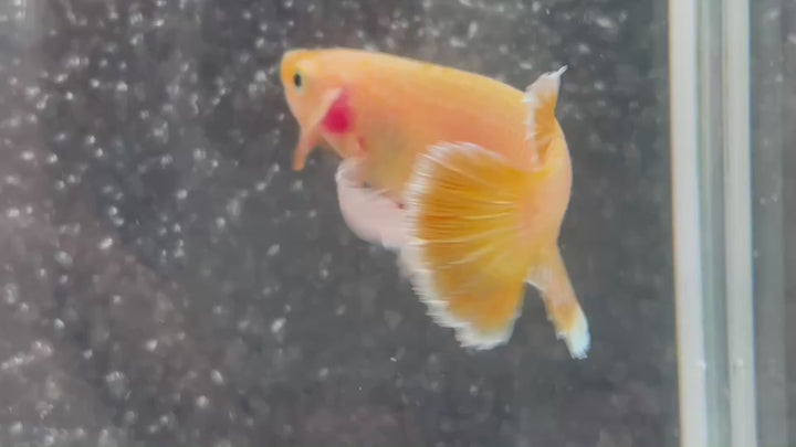 Rare Dumbo Gold Betta Fish