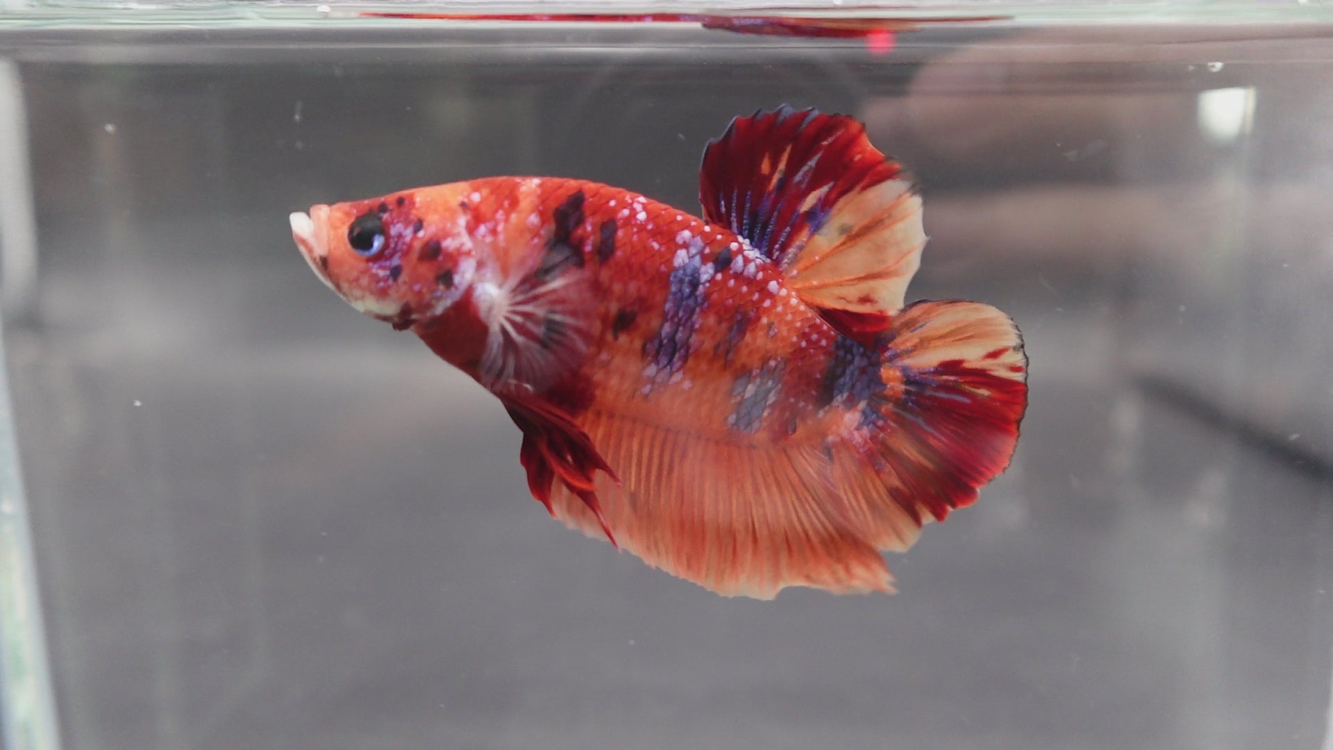 Rare Giant Multicolors Betta Fish