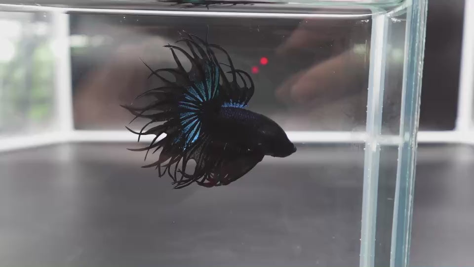 Rare King Crowntail Betta Fish