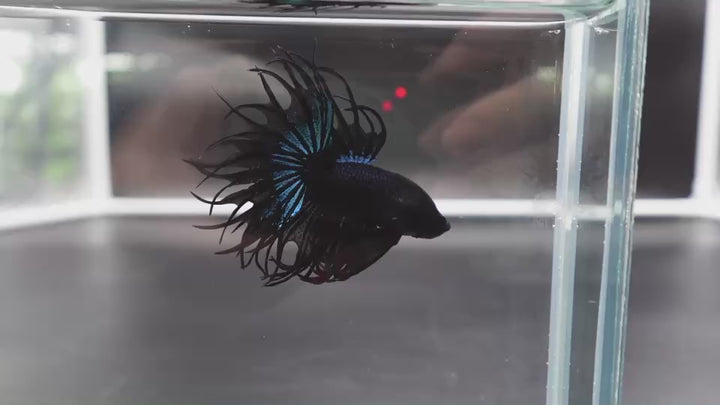 Rare King Crowntail Betta Fish