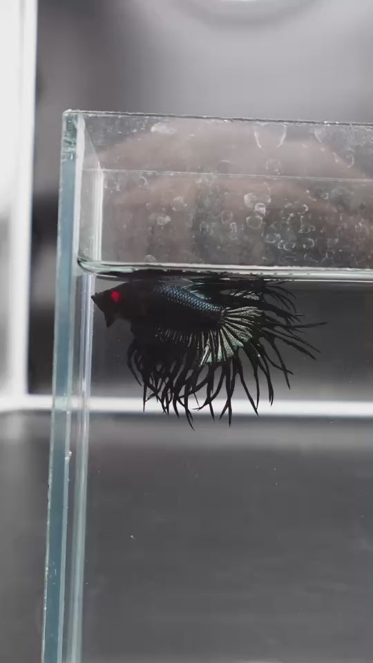 Rare King Crowntail Betta Fish