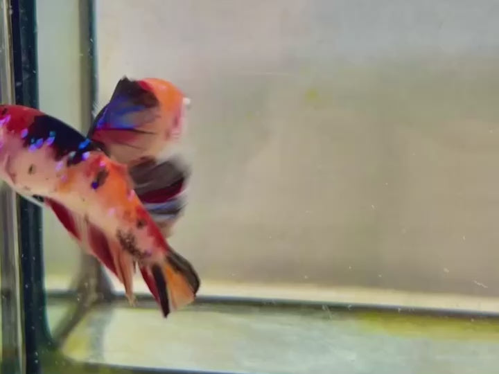 Rare Pair Koi Multicolors Betta Fish