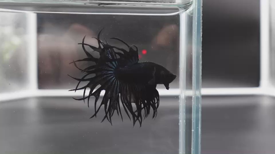 Rare King Crowntail Betta Fish
