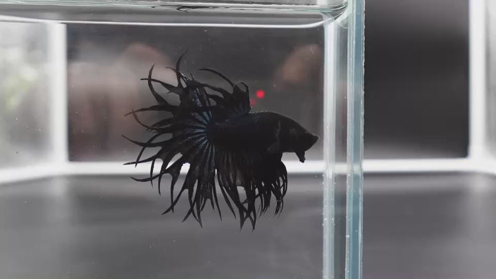 Rare King Crowntail Betta Fish