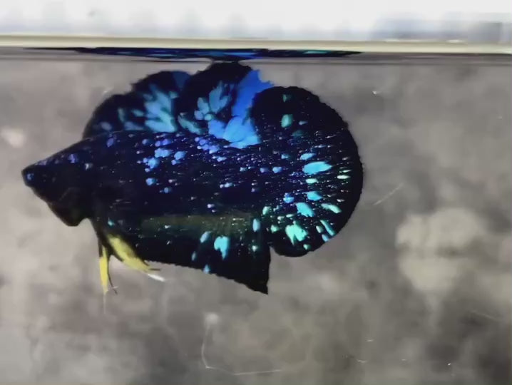 Rare Avatar Betta Fish
