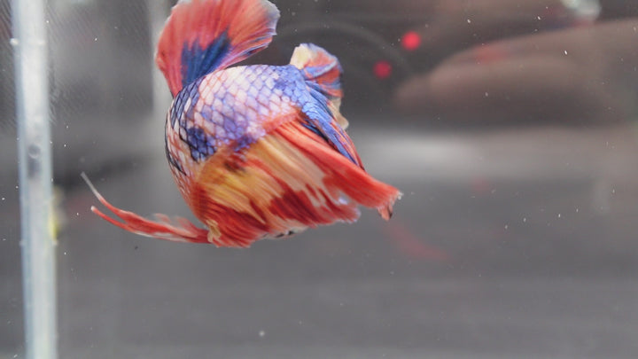 Rare Giant Multicolors Betta Fish