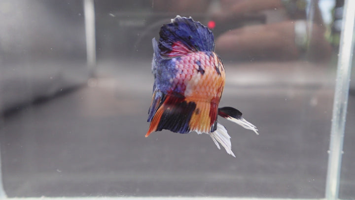 Rare Giant Multicolors Betta Fish