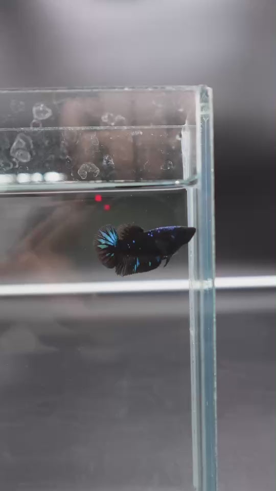 Rare Avatar Betta Fish