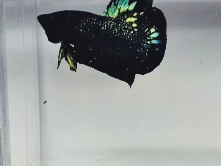 Rare Nebula Gold Betta Fish