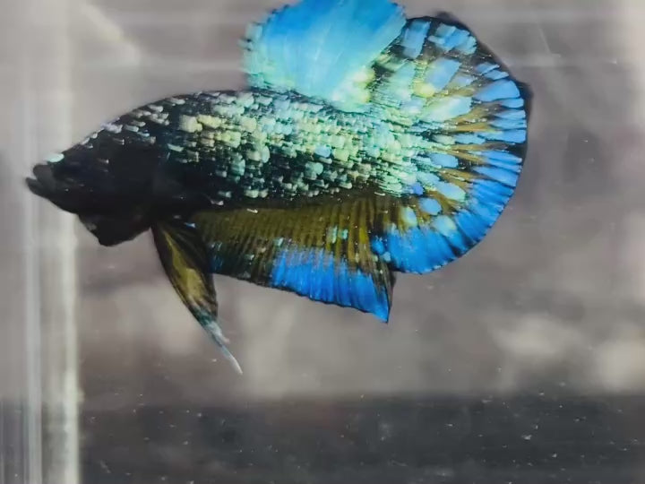 Rare Avatar Betta Fish (Male) - AV1003