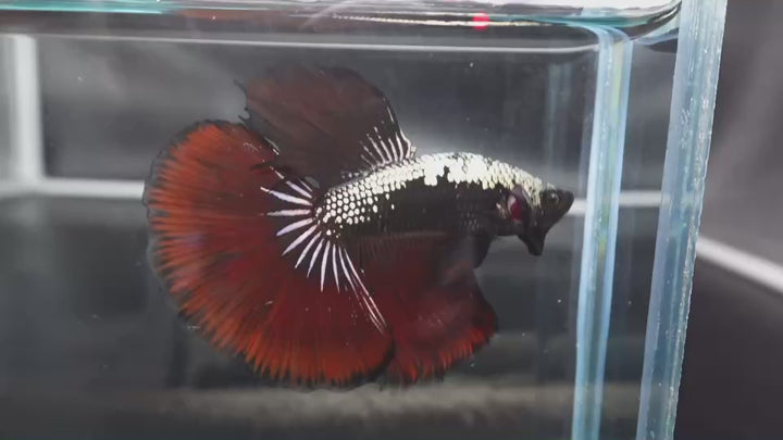Rare Halfmoon Red Devil Betta Fish
