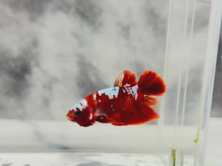 Rare Pair Red Copper Betta Fish