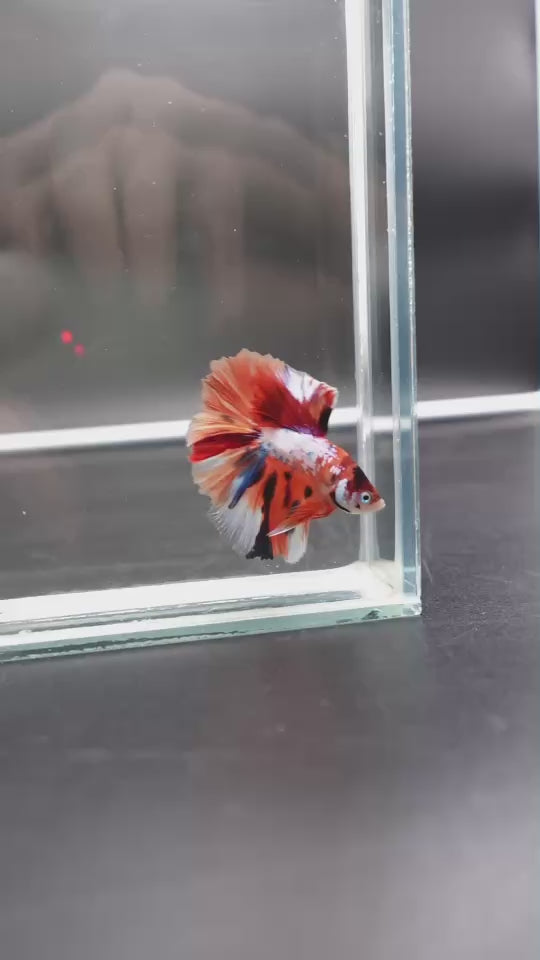 Rare Halfmoon Multicolors Betta Fish