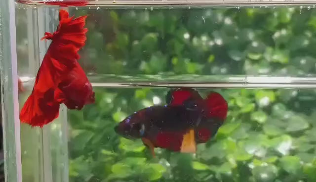 Rare Halfmoon Red Betta Fish