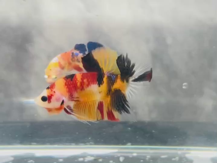 Rare Koi Multicolors Betta Fish