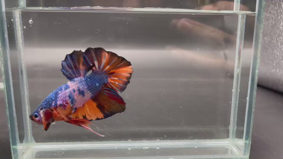 Competition Super Giant Multicolors Betta Fish