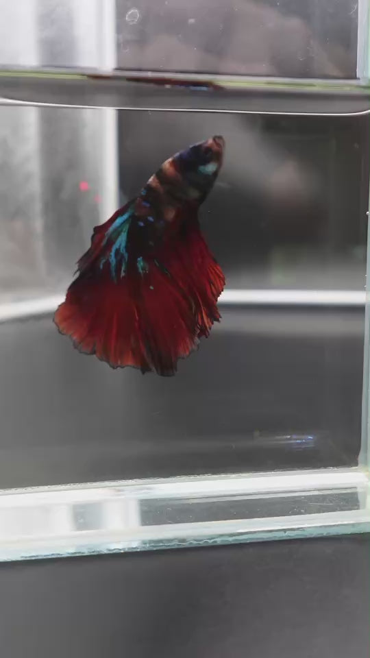 Rare Halfmoon Multicolors Betta Fish