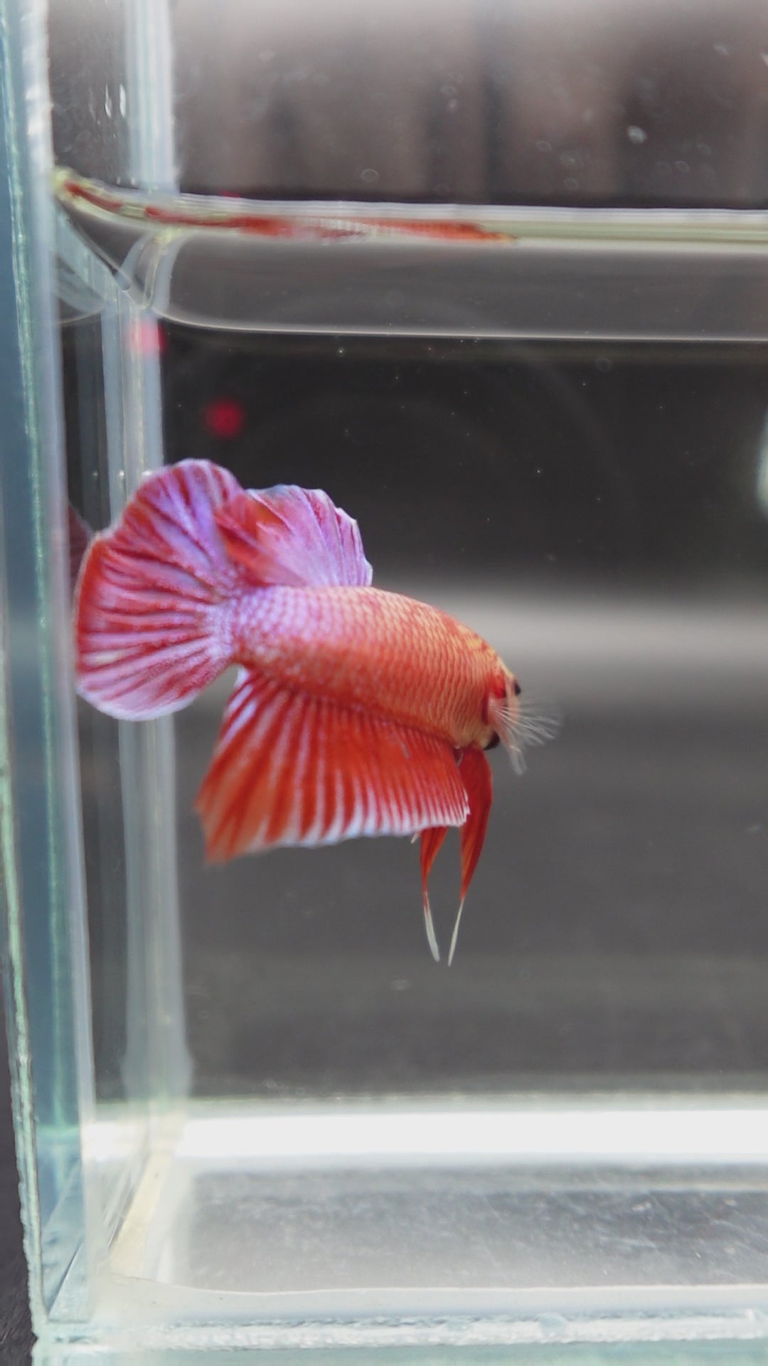 Hybrid Rose Pink Wild Betta Fish