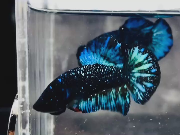 Rare Avatar Betta Fish (Male) - AV1007