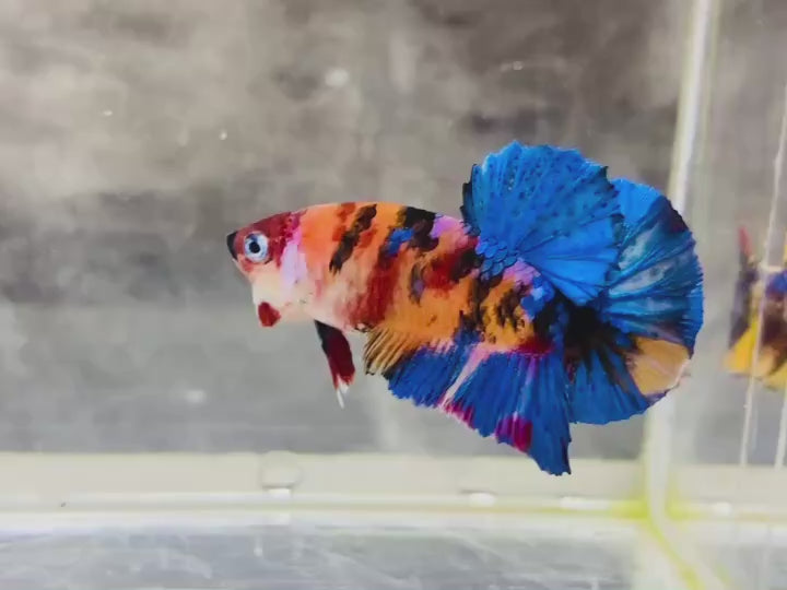 Rare Pair Koi Multicolors Betta Fish