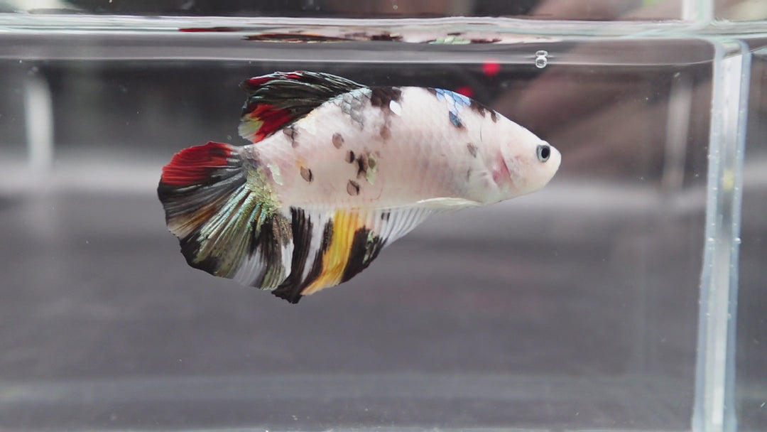 Competition Giant Multicolors Betta Fish