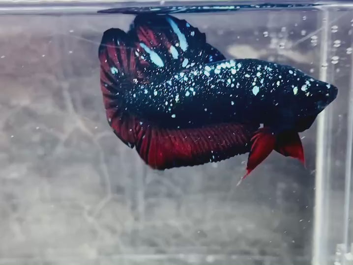 Rare Avatar Betta Fish