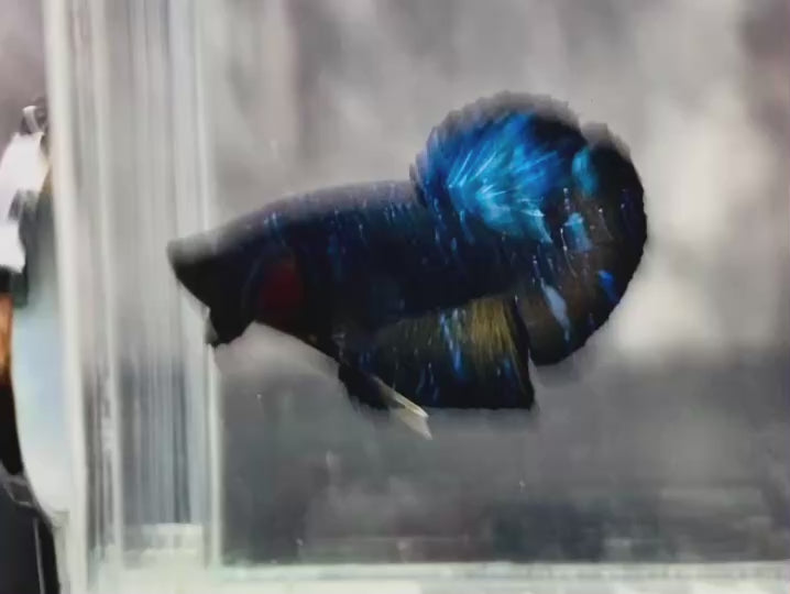 Rare-Avatar-Betta-Fish-AV1021