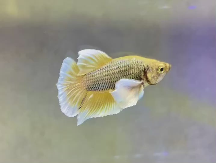 Dumbo Pineapple Butterfly Betta Fish