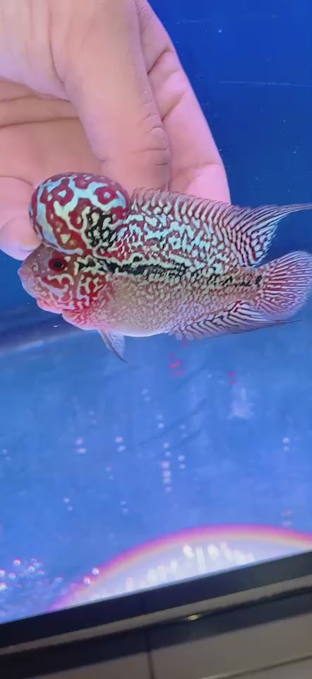 Rare Flowerhorn 4 inch