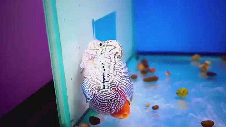Rare Kamfa Flowerhorn 4 inch