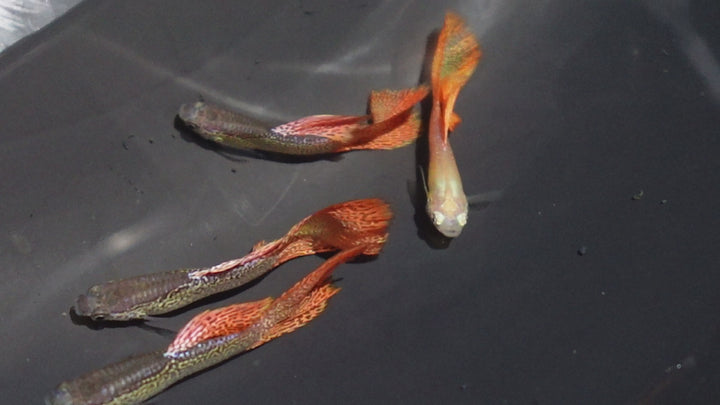 Red Lace Guppy Fish